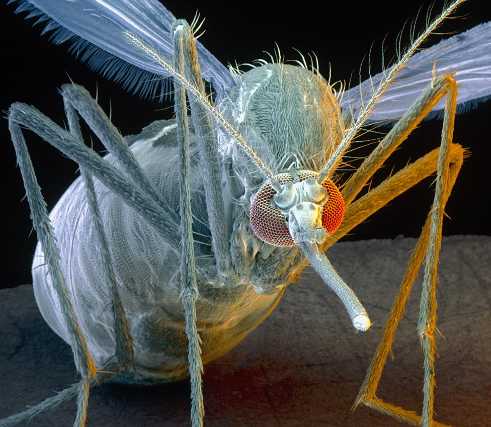 Глаза мухи под микроскопом