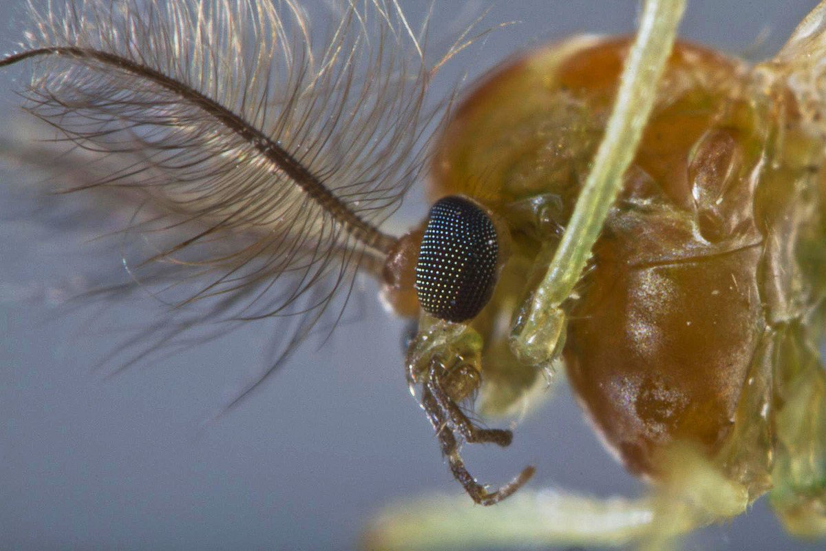 Малярийный комар микроскоп