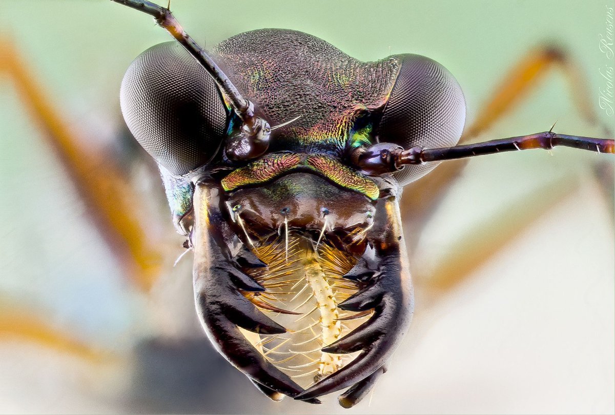 Комар Макросъемка