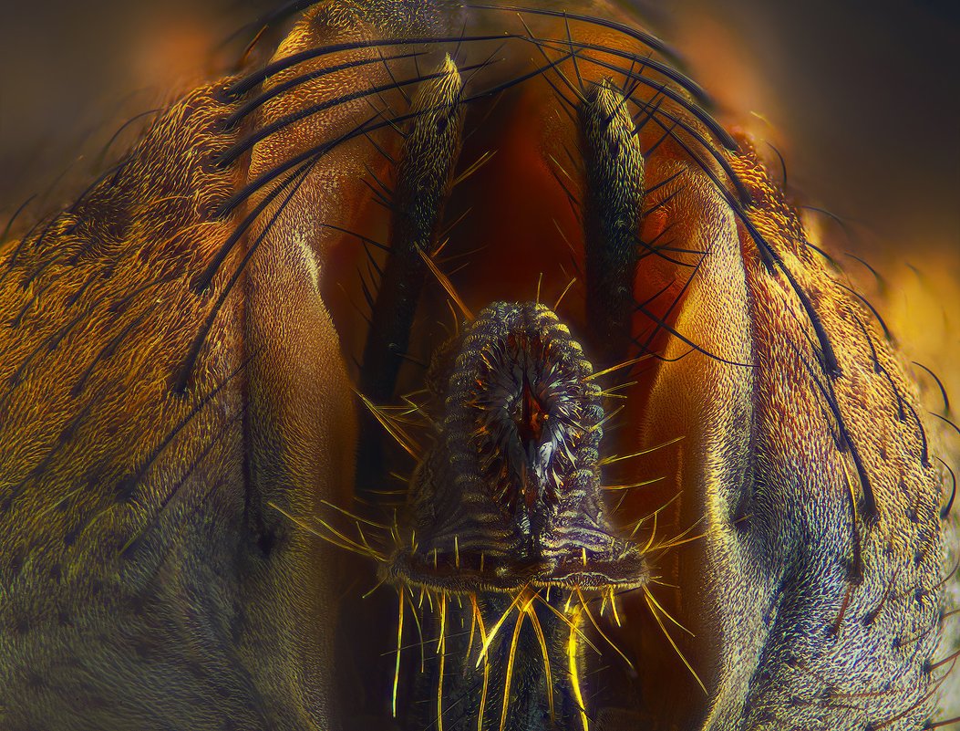 Комнатная Муха хобоьто