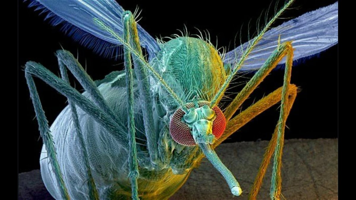 Москит под микроскопом