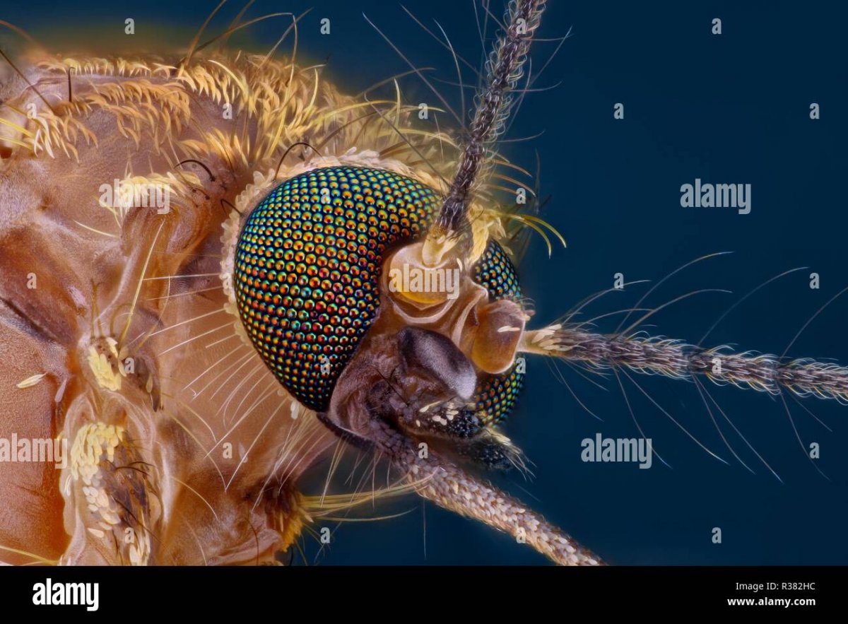 Овод под микроскопом