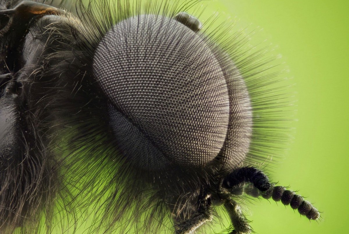 Малярийный комар под микроскопом