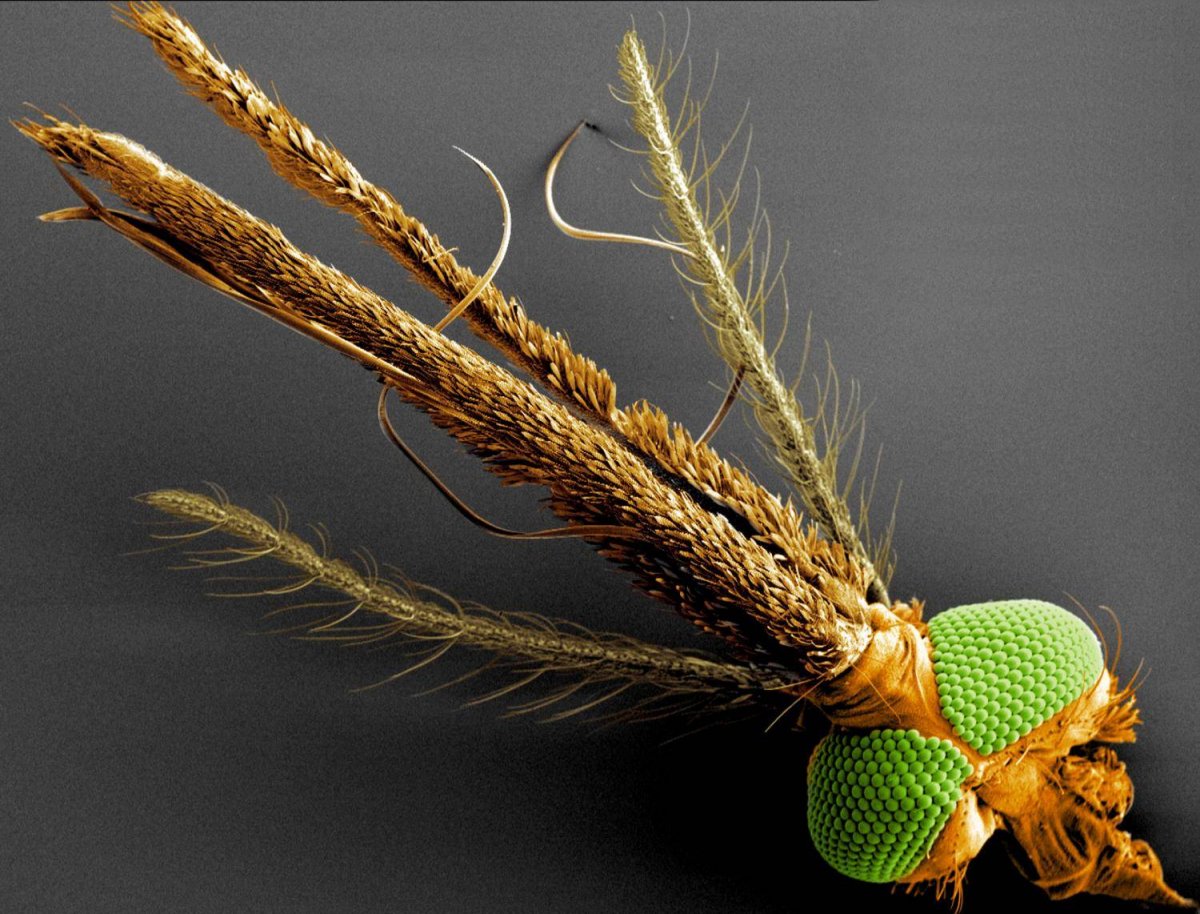 Муха под микроскопом