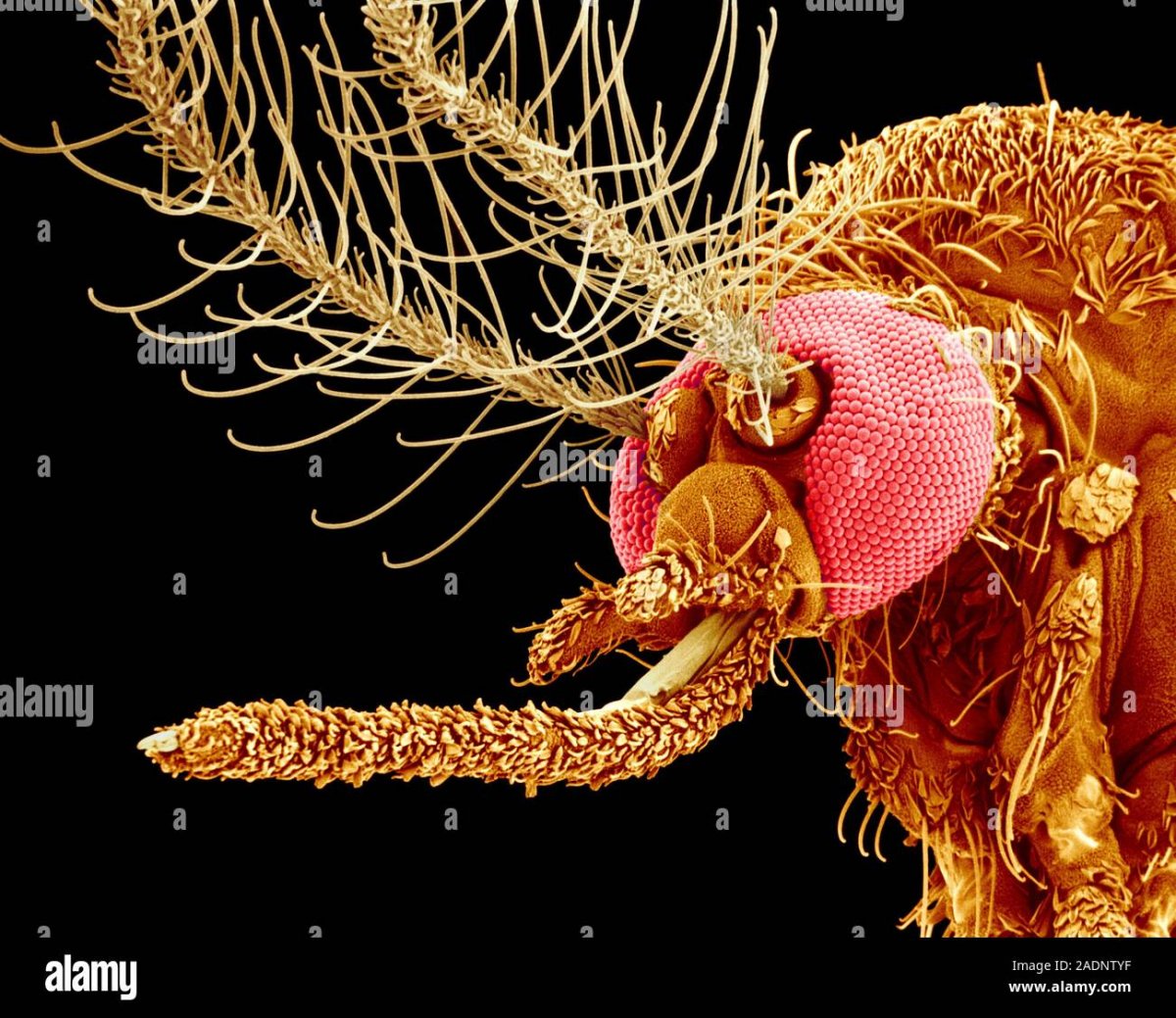 Комар под микроскопом