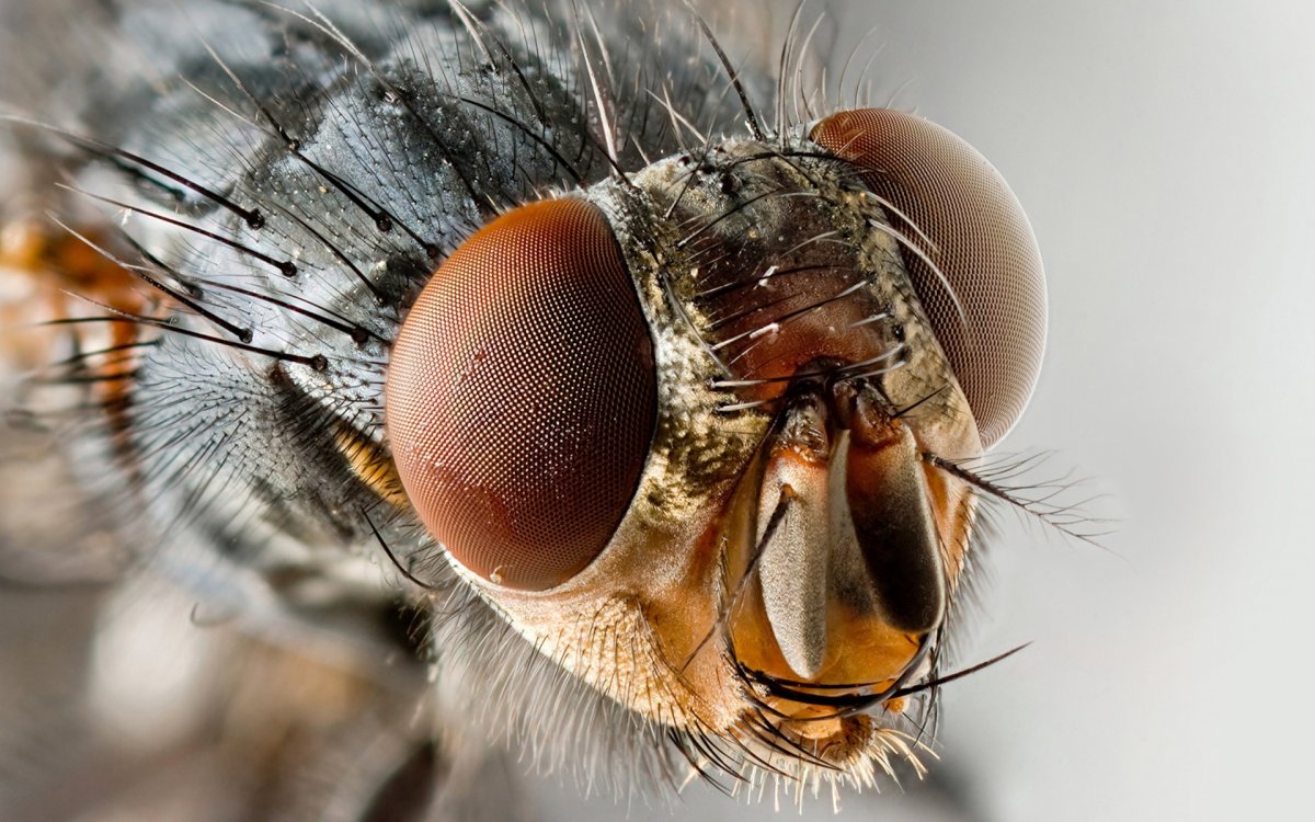 Глаза мухи