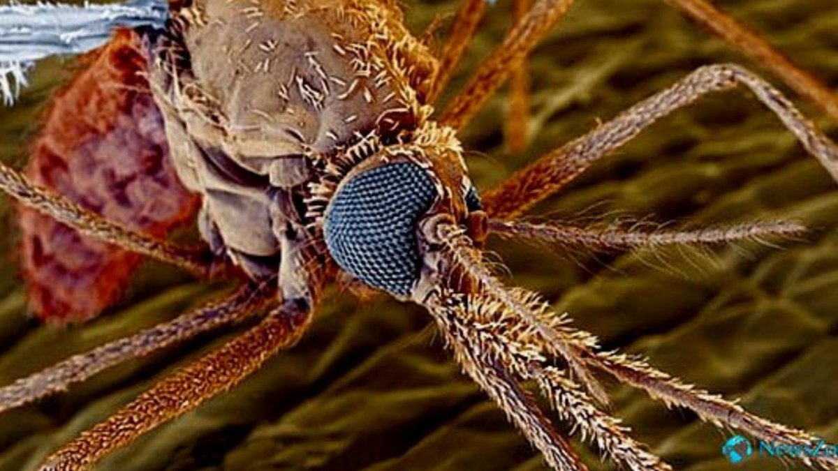 Глаза комара