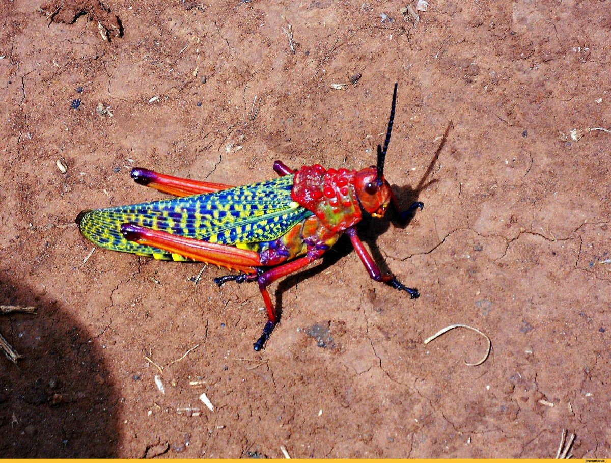 Радужный кузнечик Dactylotum bicolor