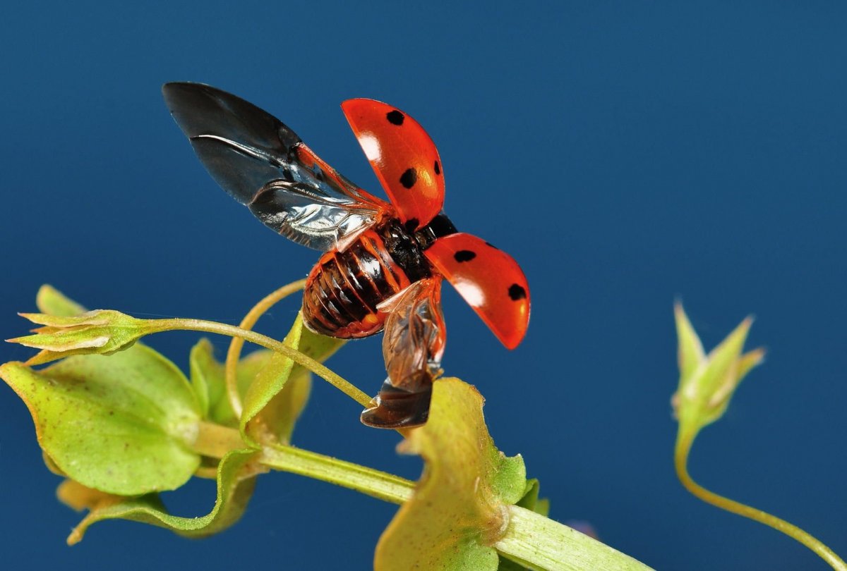 Пестрый мир насекомых