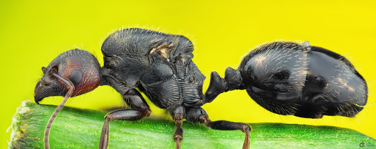 Насекомые Турции