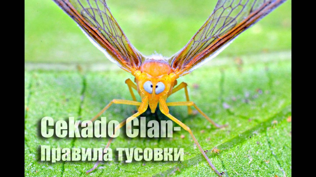 Насекомое Носатка