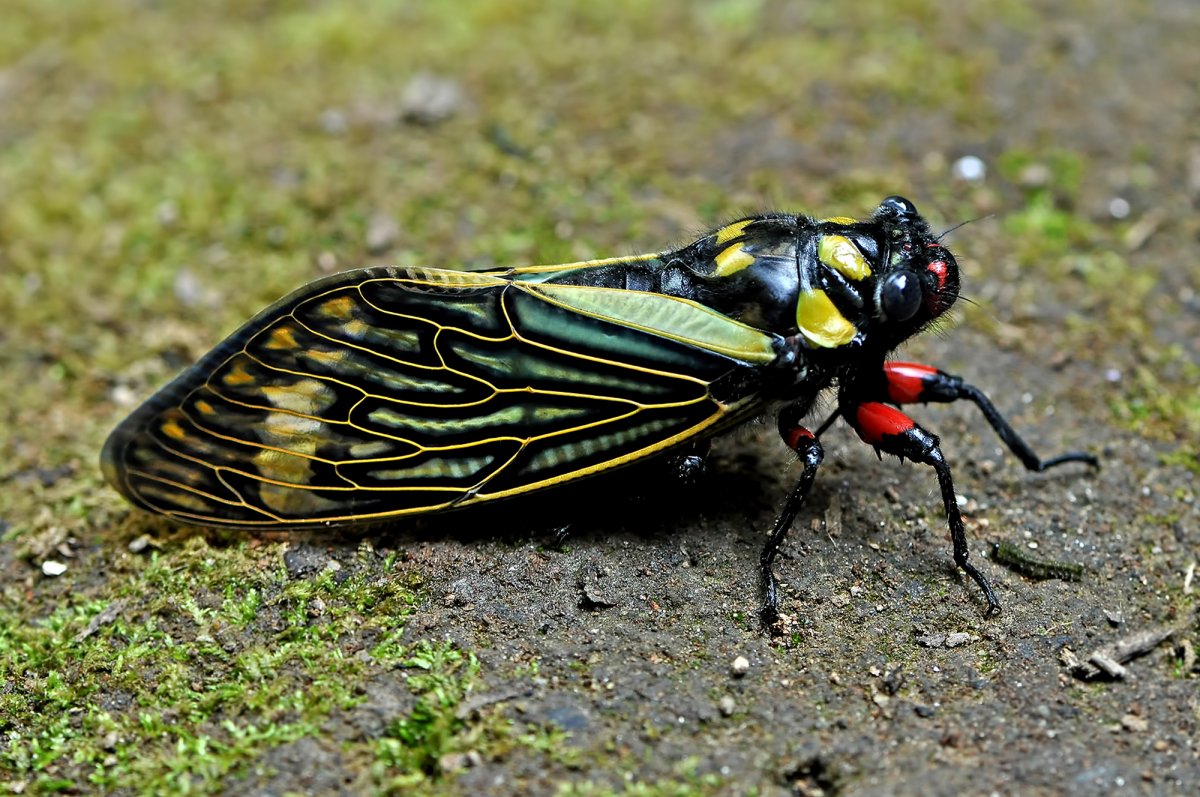 Цикада насекомое в Абхазии