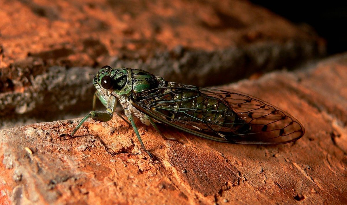 Цикада насекомое в Абхазии