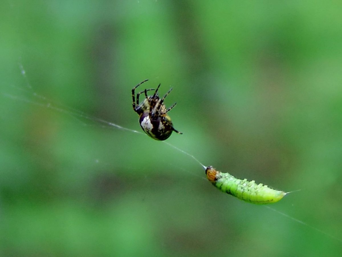 Жучок для съемки