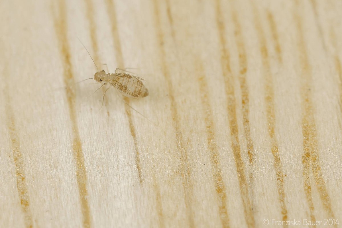 Сеноеды книжные вши