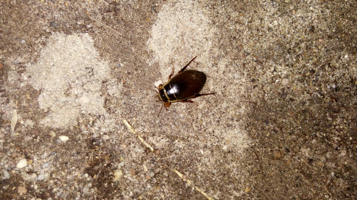 Жучки из камня квадратного