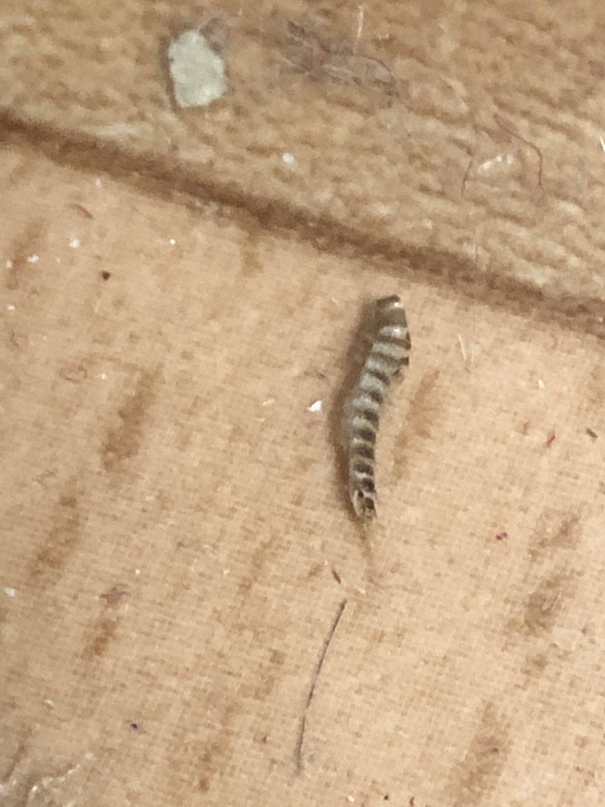 Личинки жука кожееда в диване