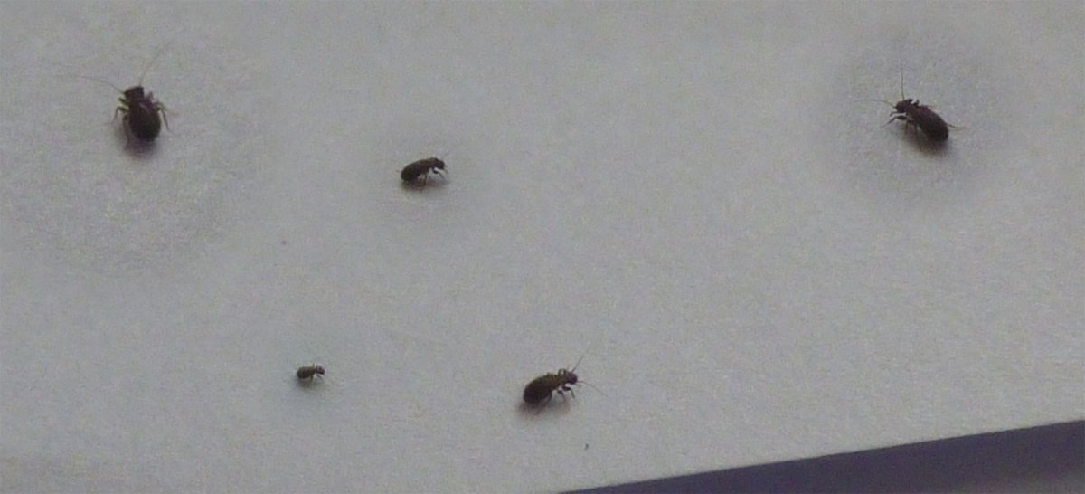 Маленькая черная мошка в квартире