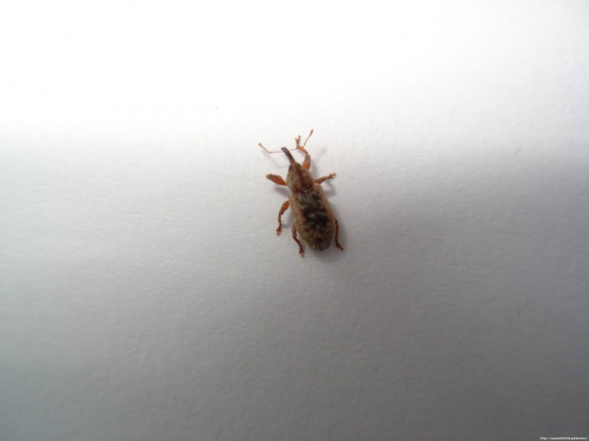 Жучки с хоботком в квартире