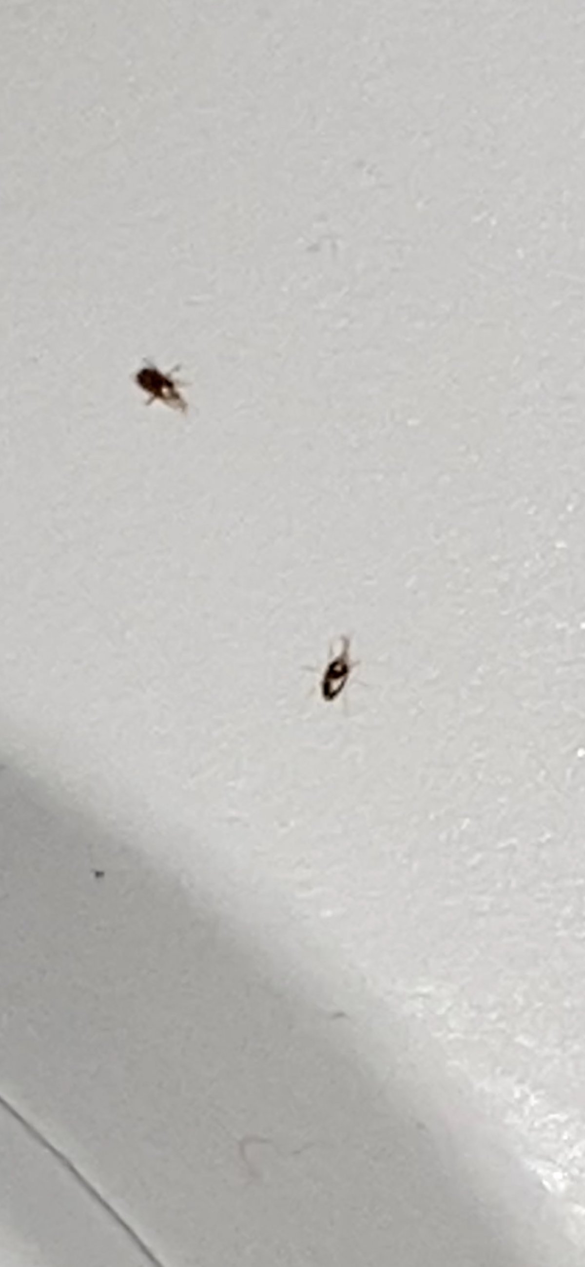 Завелись длинные коричневые жучки