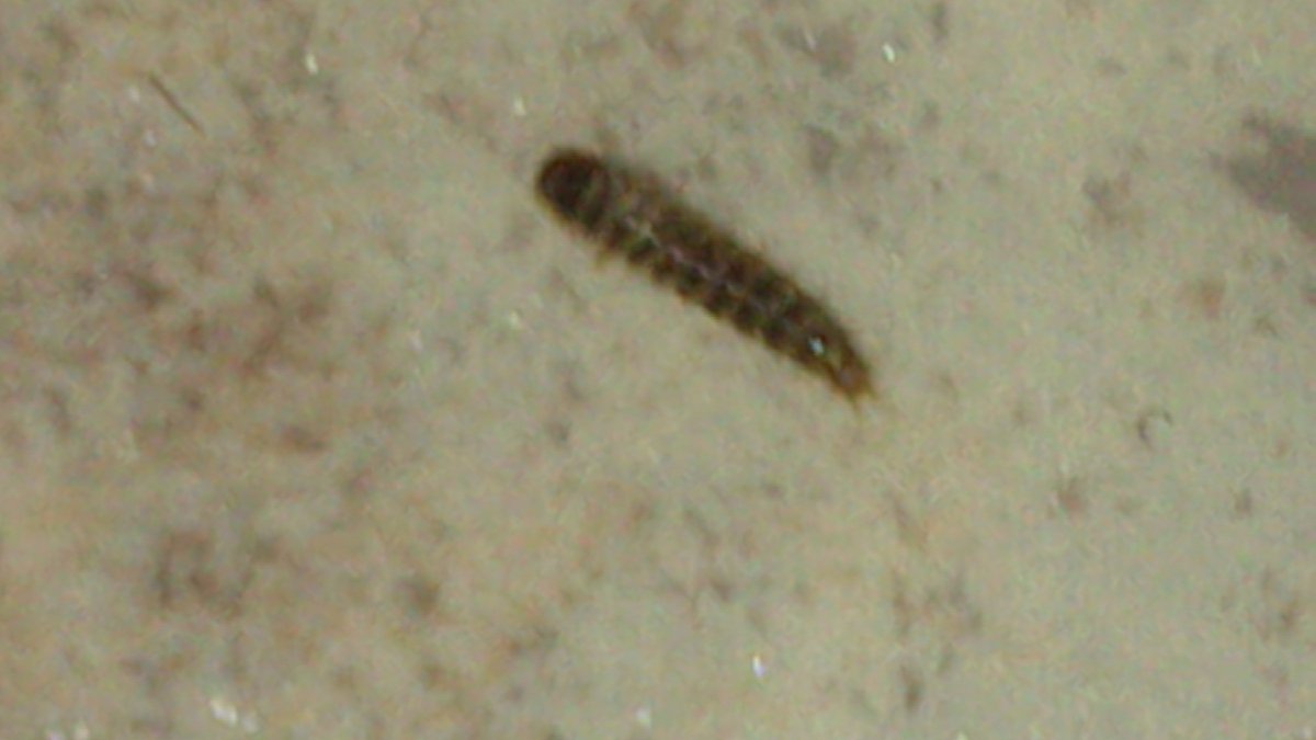 Маленькие коричневые червячки