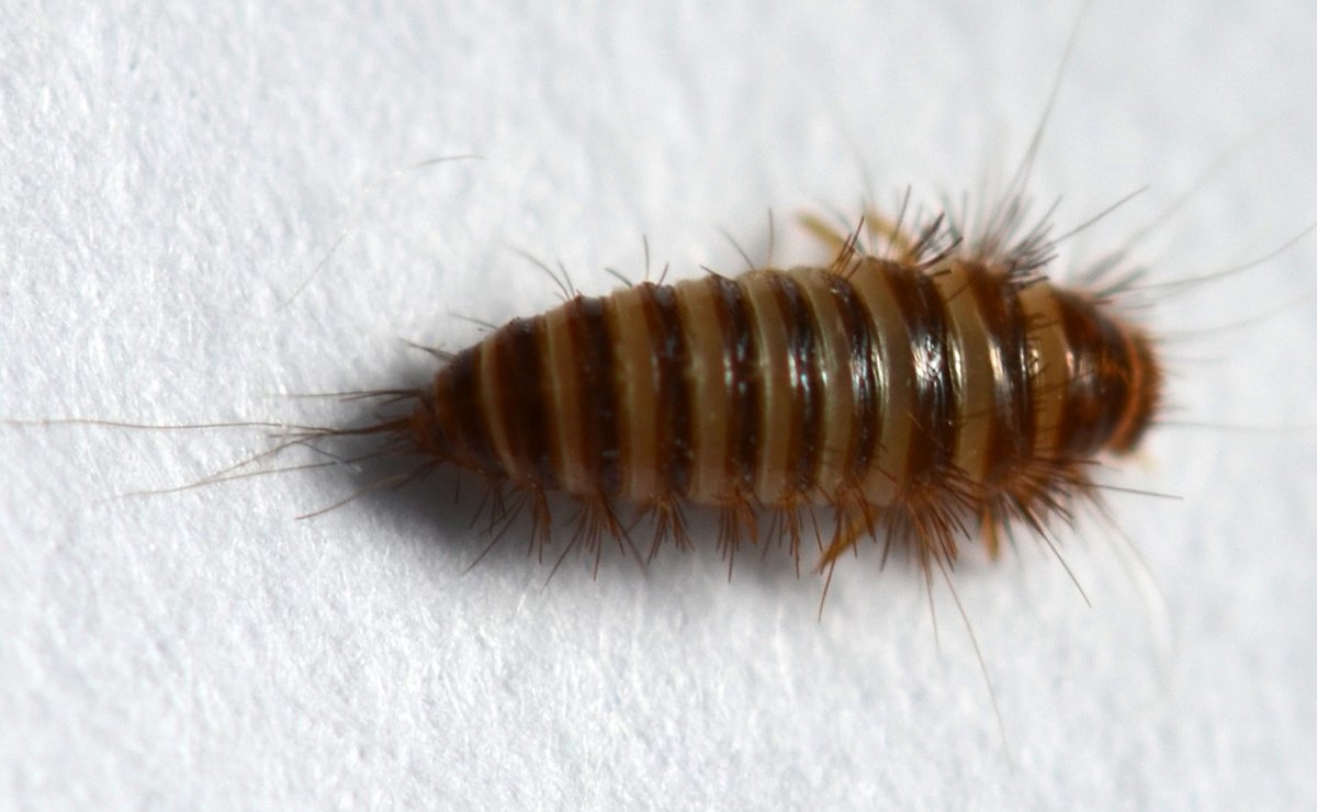 Личинки моли