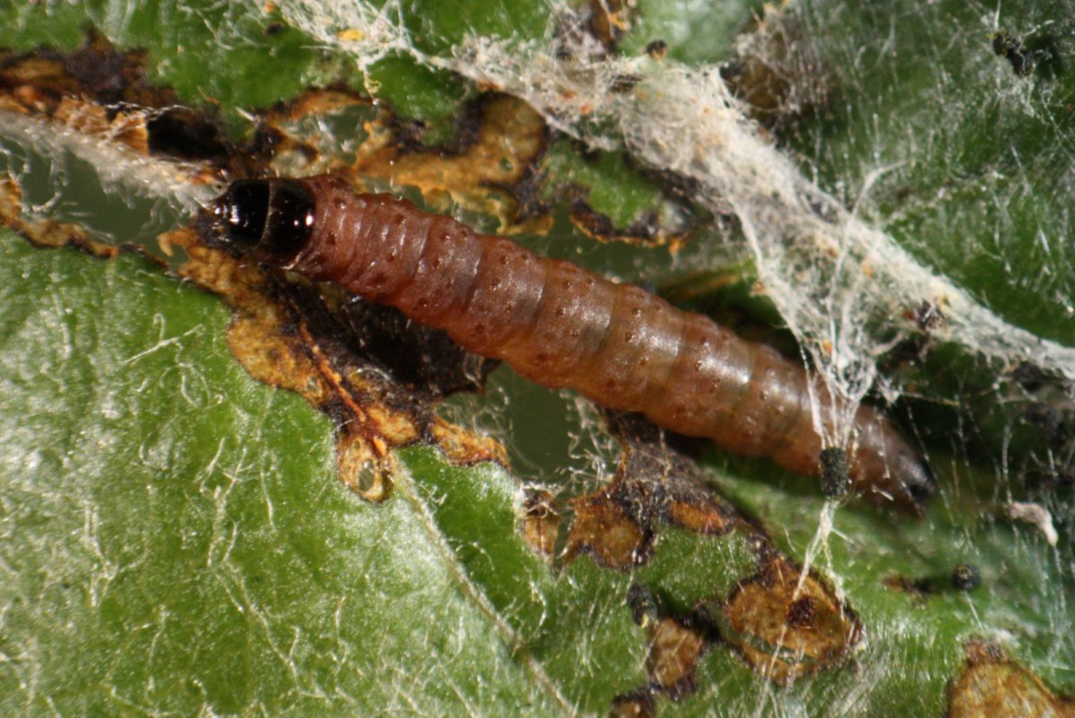 Личинка амбарной моли