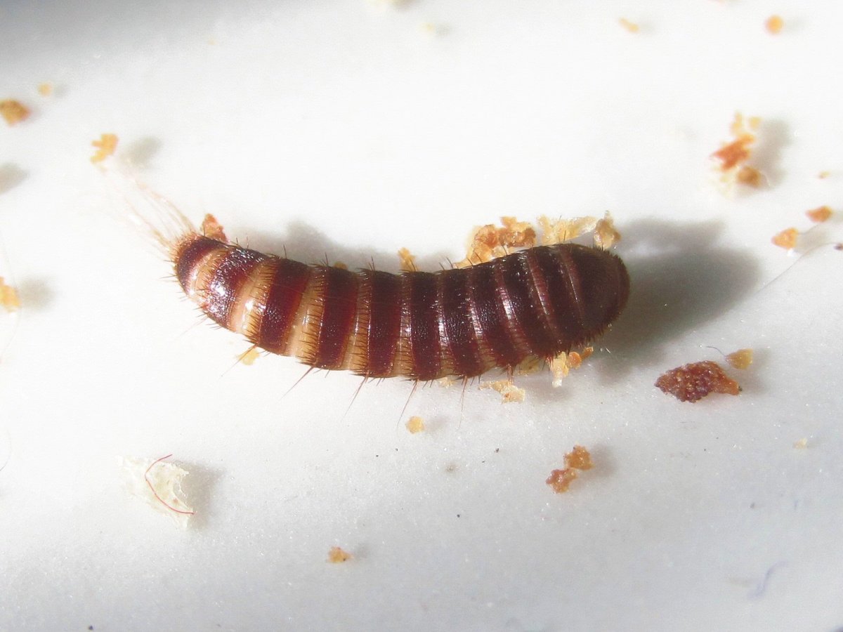 Личинка моли платяной