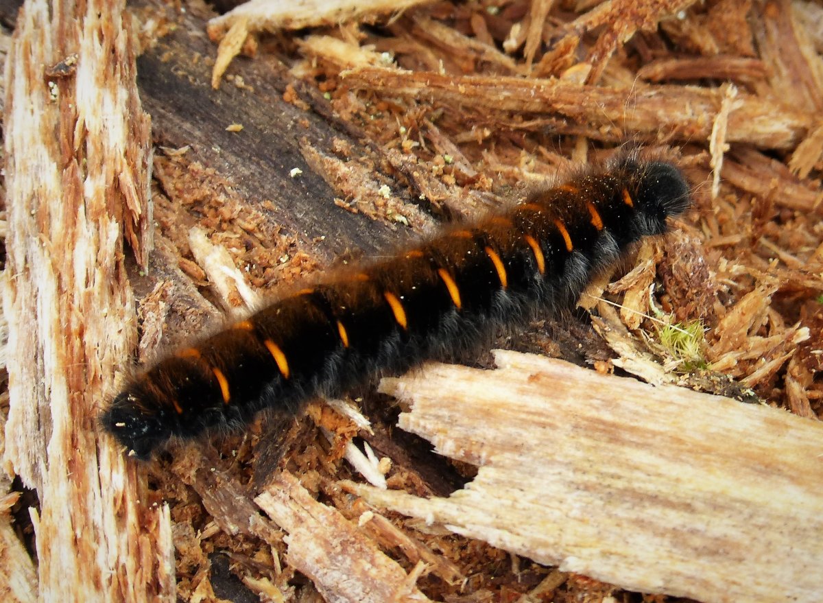 Моль платяная гусеница