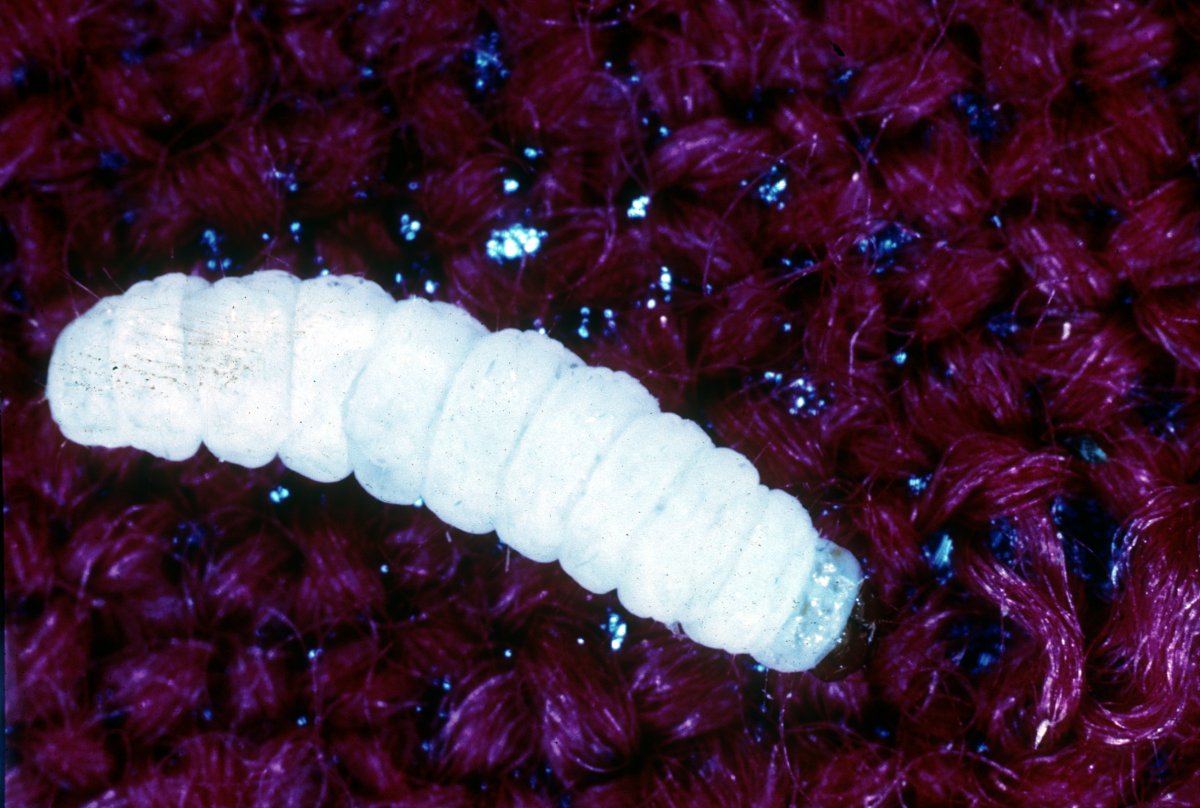 Личинка ястребиной моли