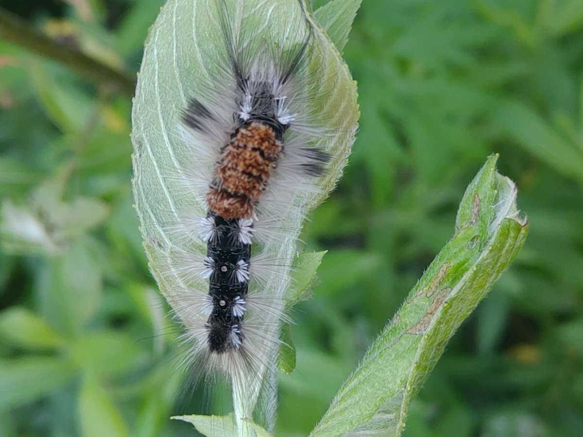 Dalceridae гусеницы