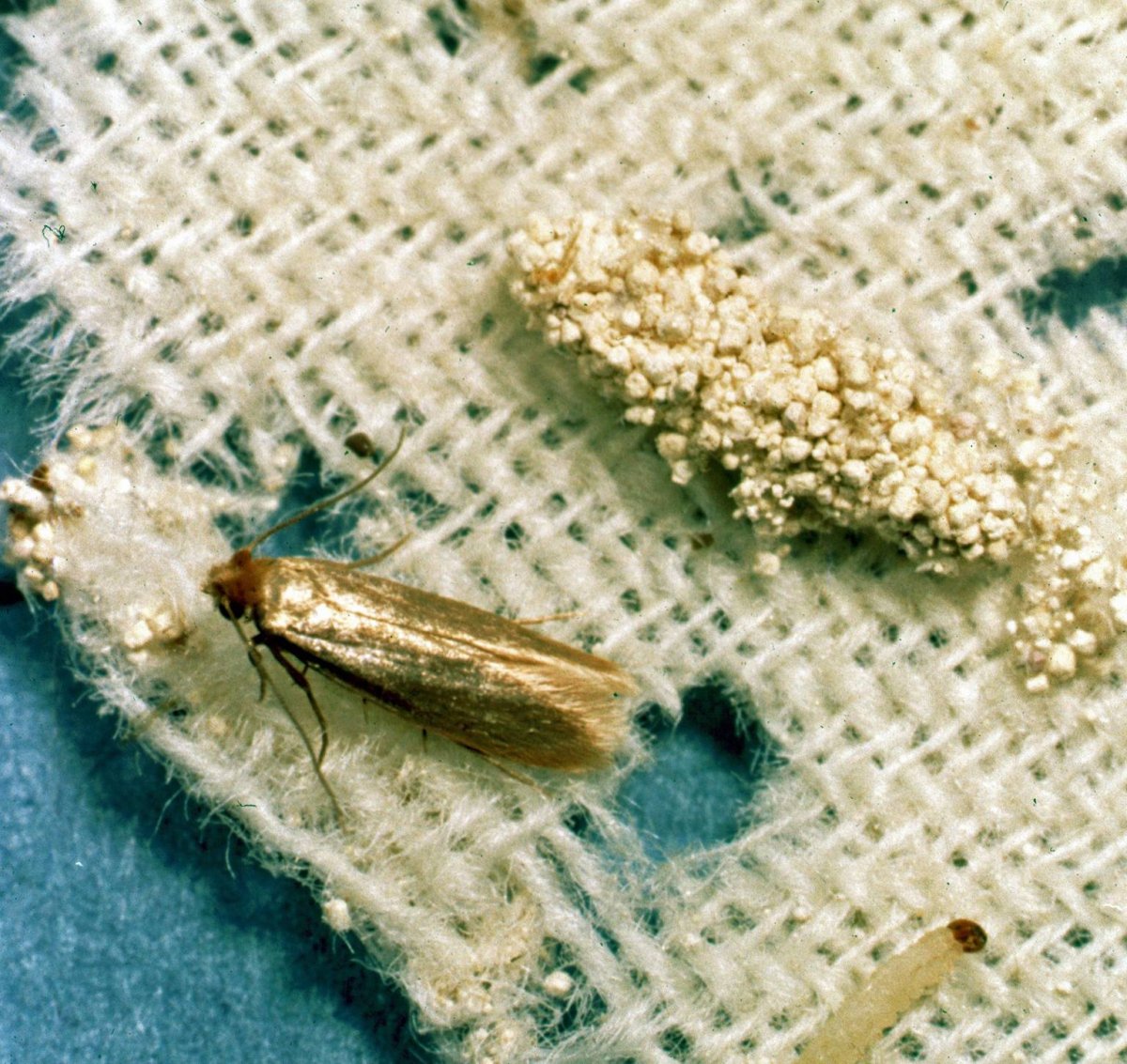 Маленькие личинки в воде