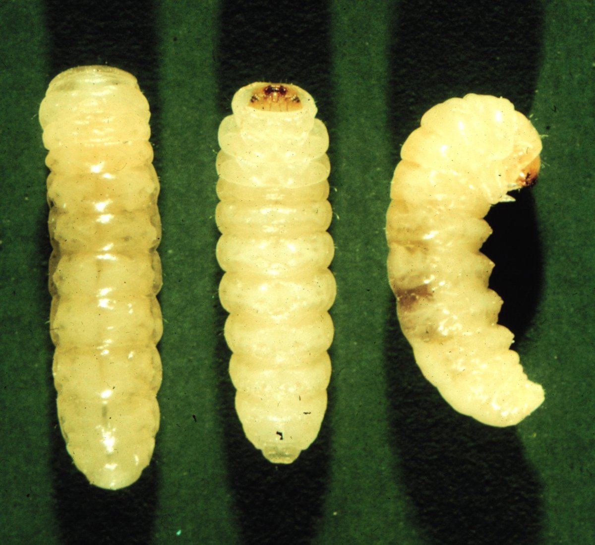 Мокрица кожеед