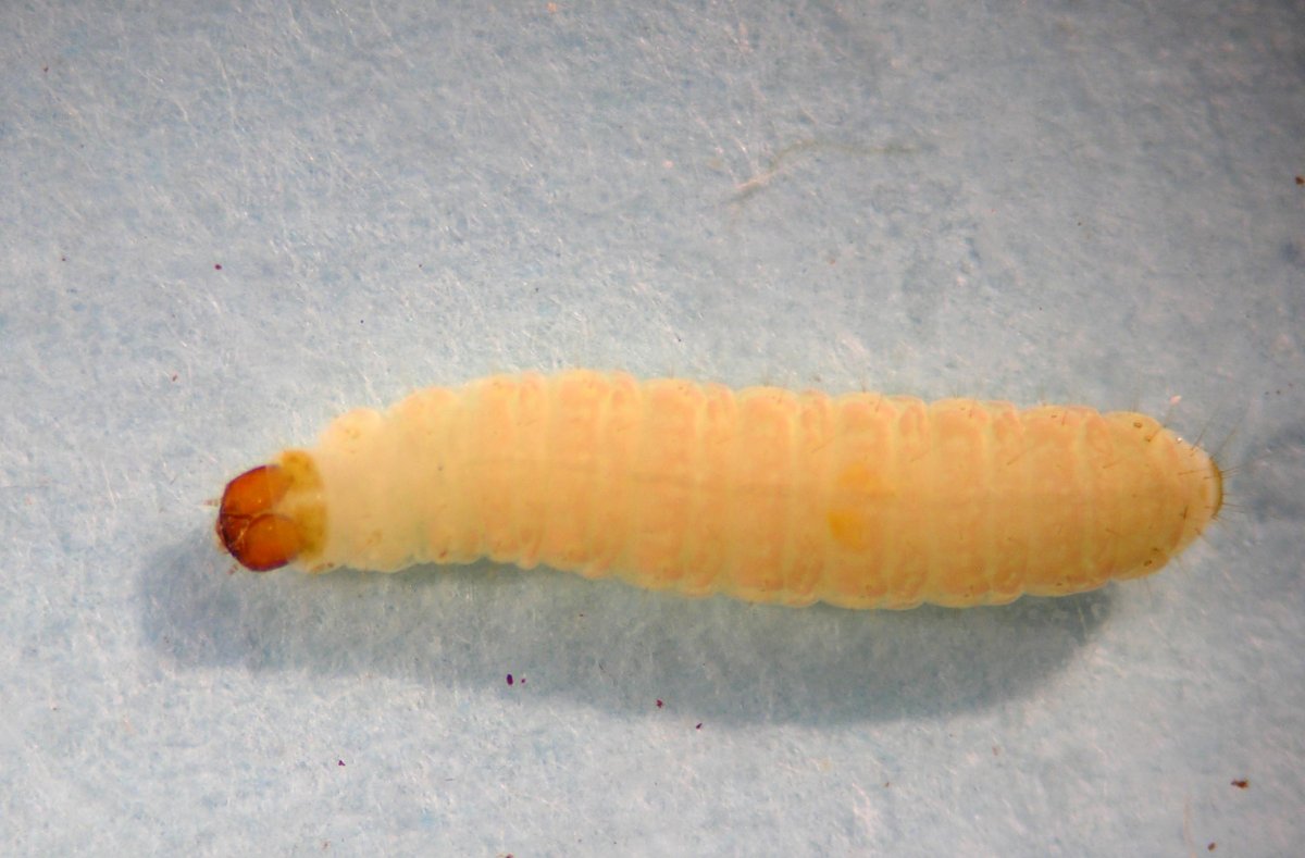 Личинка шелкопряда в коконе