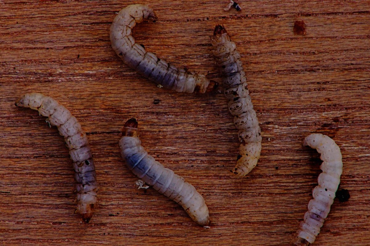 Личинка жука кожееда