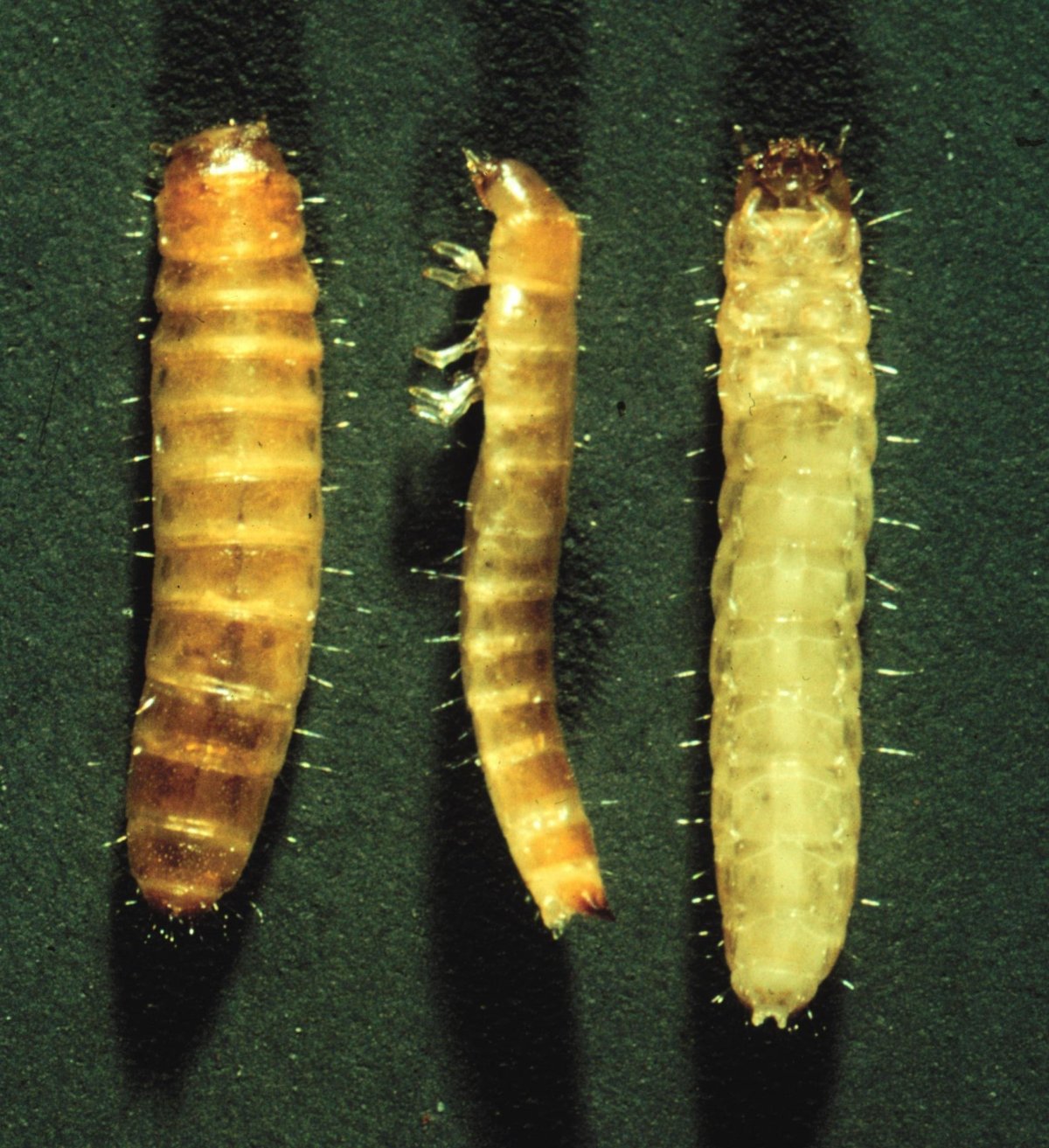 Огнёвка восковая моль