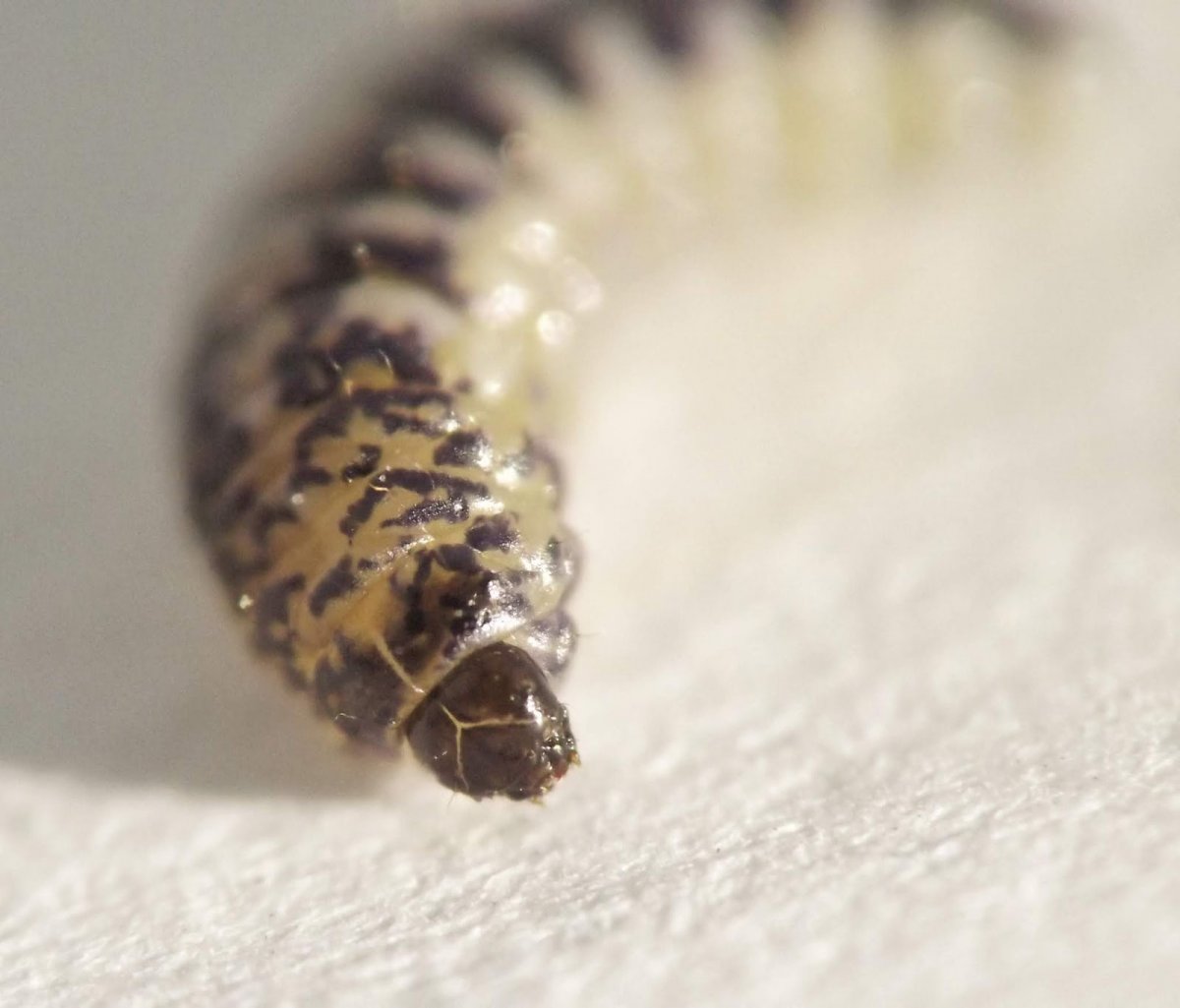 Мохнатая гусеница макро