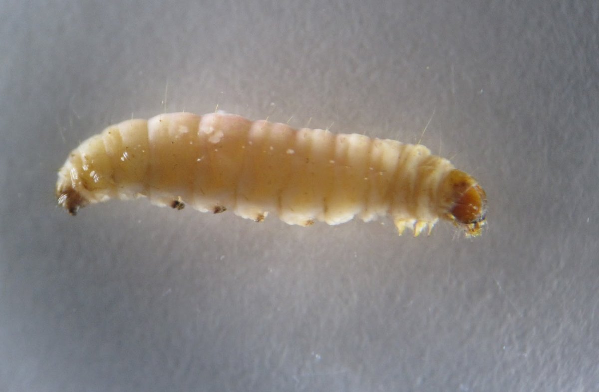 Гусеница волосатик бабочка