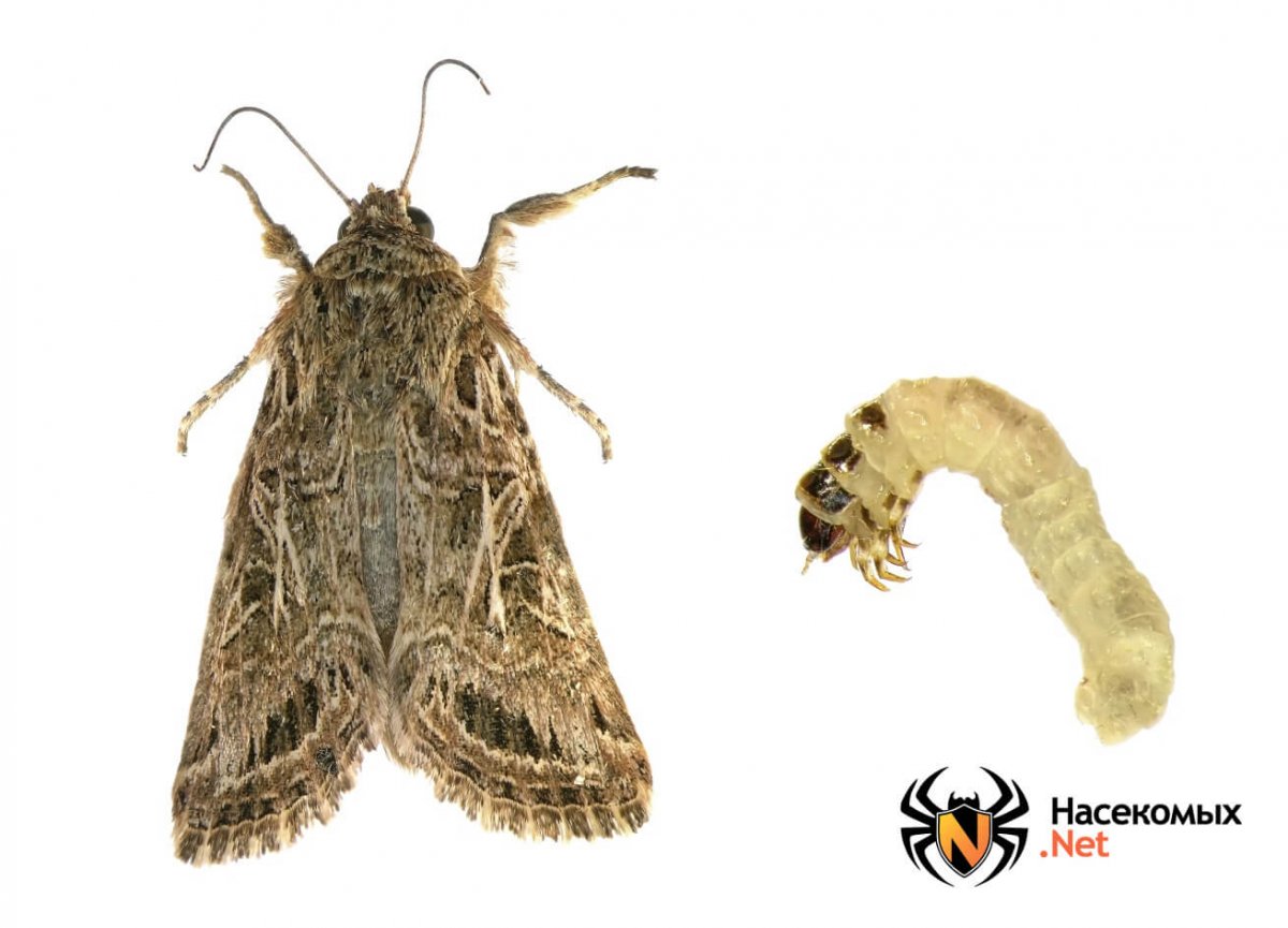 Личинки моли на потолке