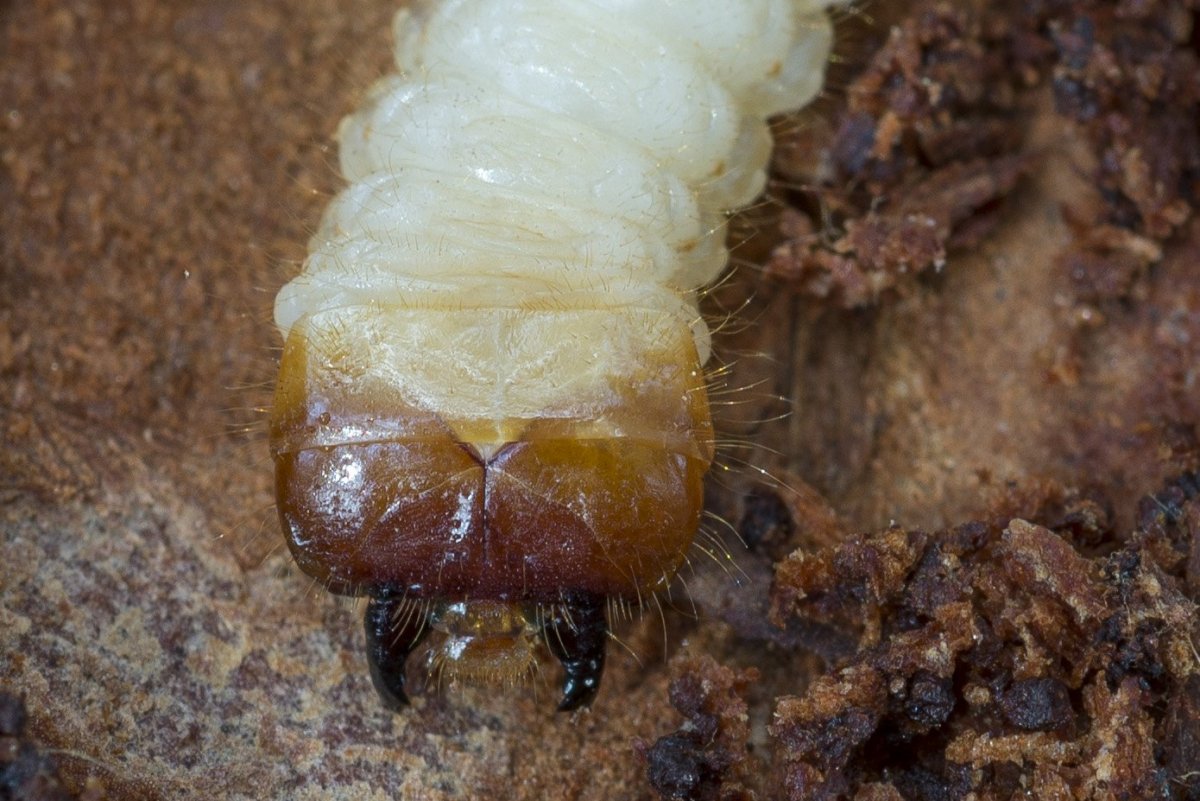 Личинка моли коричневая