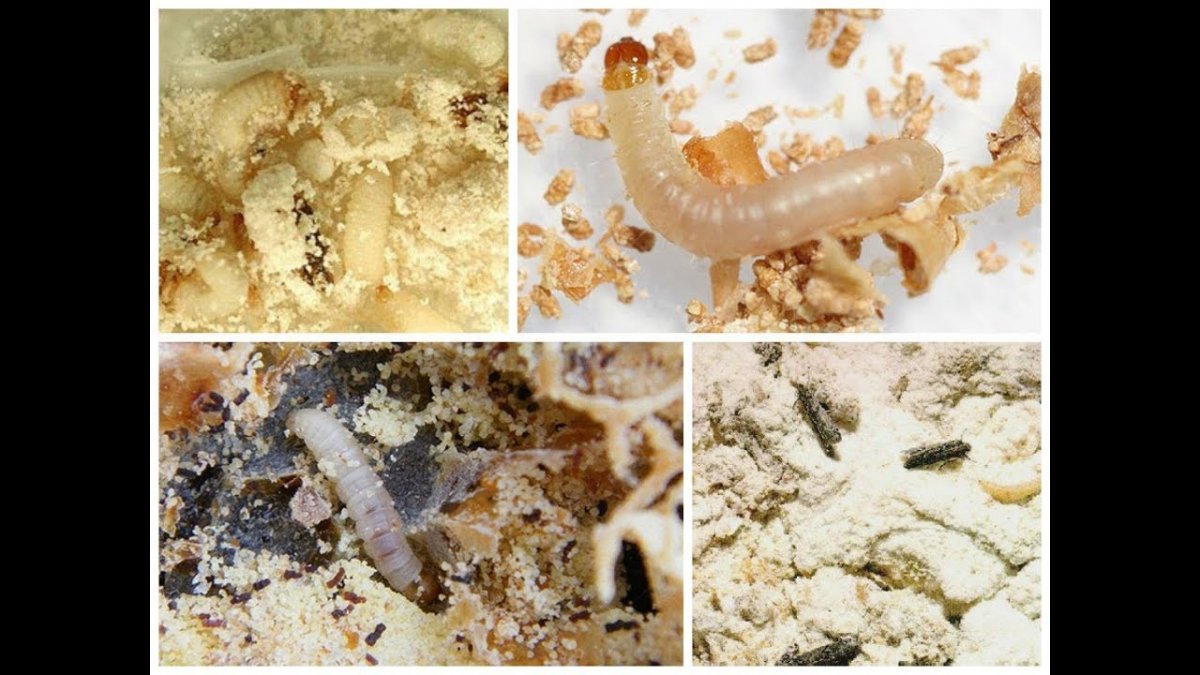 Гусеница личинка платяной моли