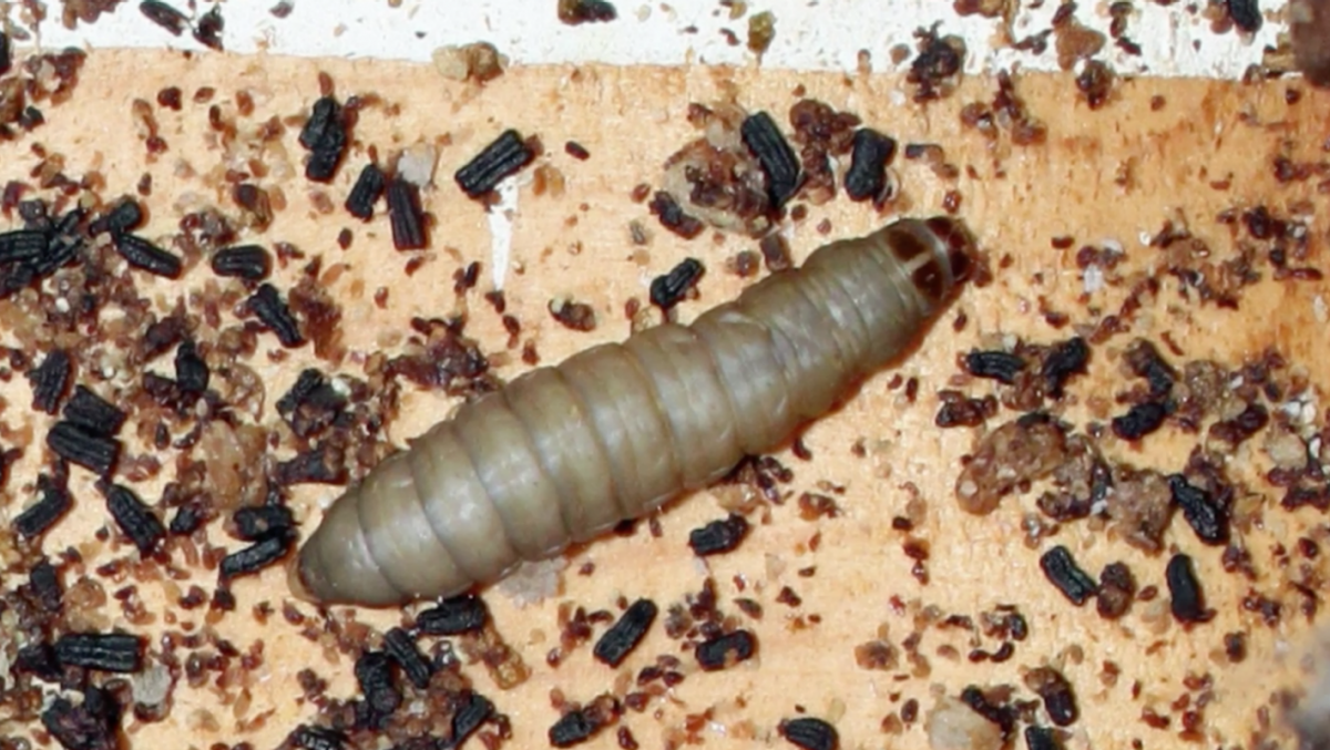 Катерпиллер гусеница зеленая