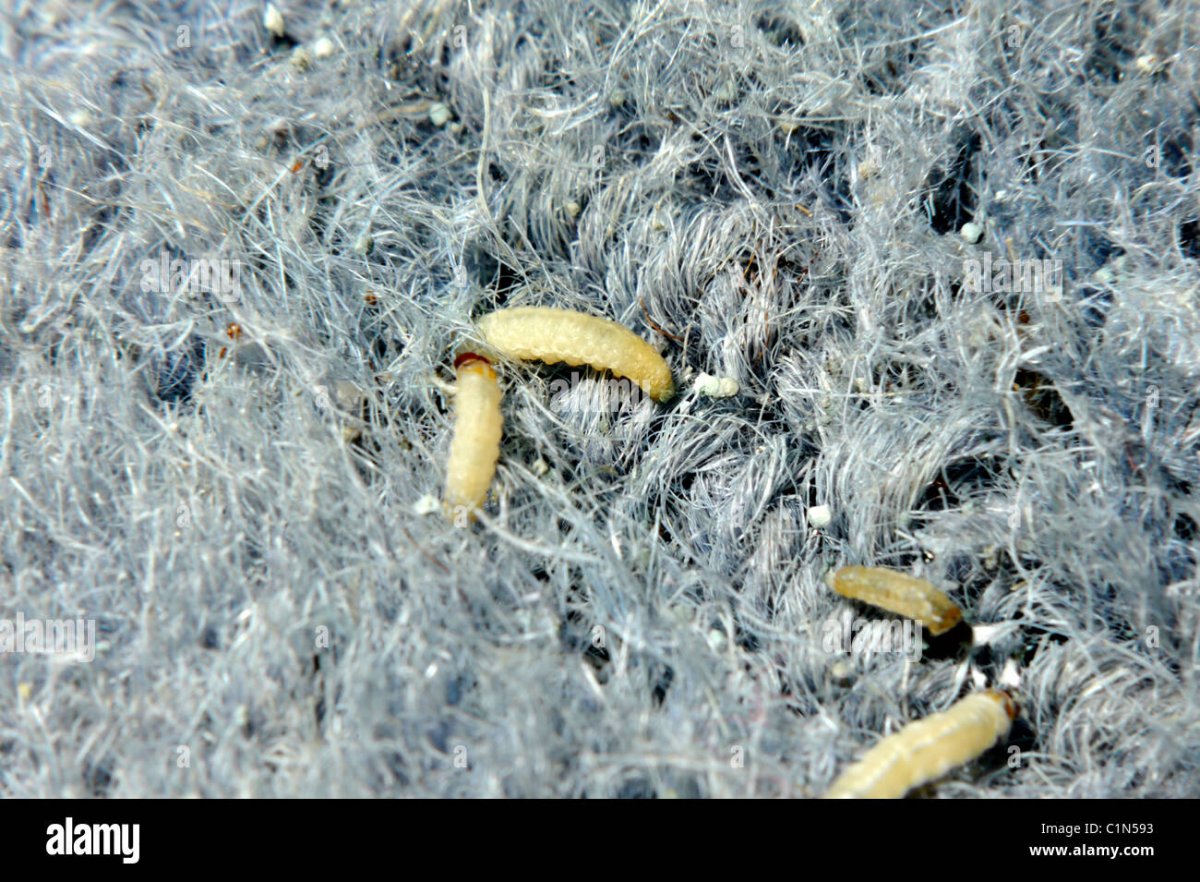 Гусеница жука кожееда