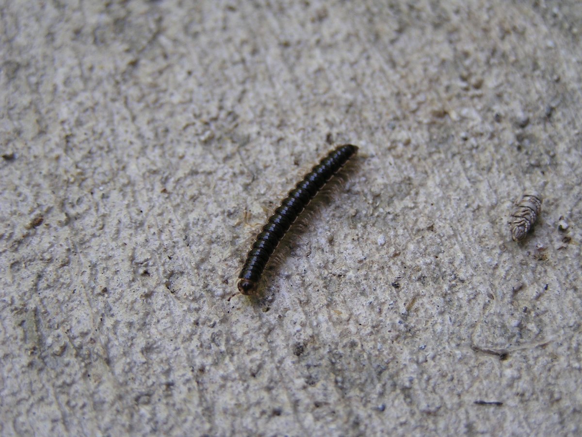 Личинка моли платяной