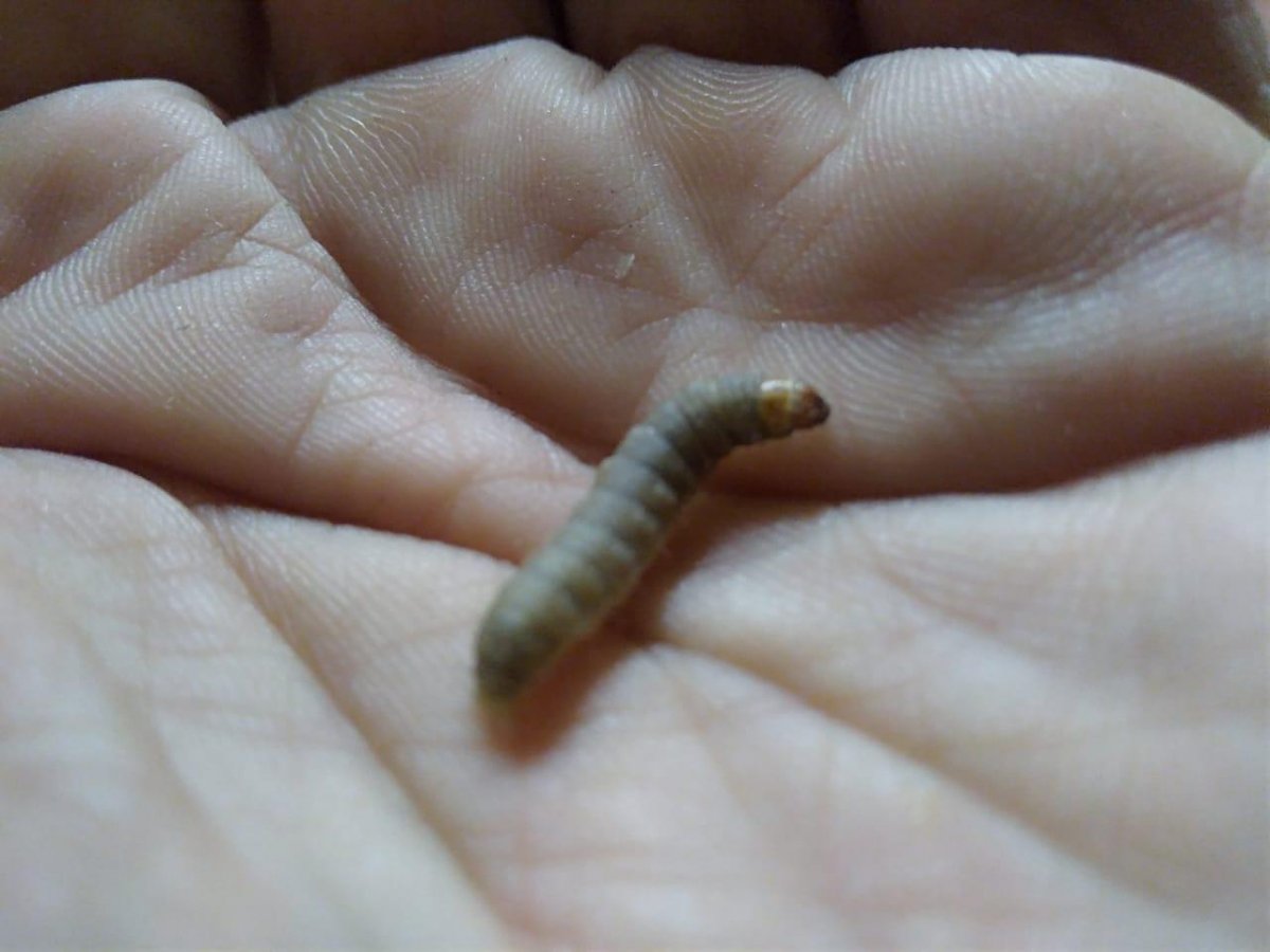 Личинка жука кожееда