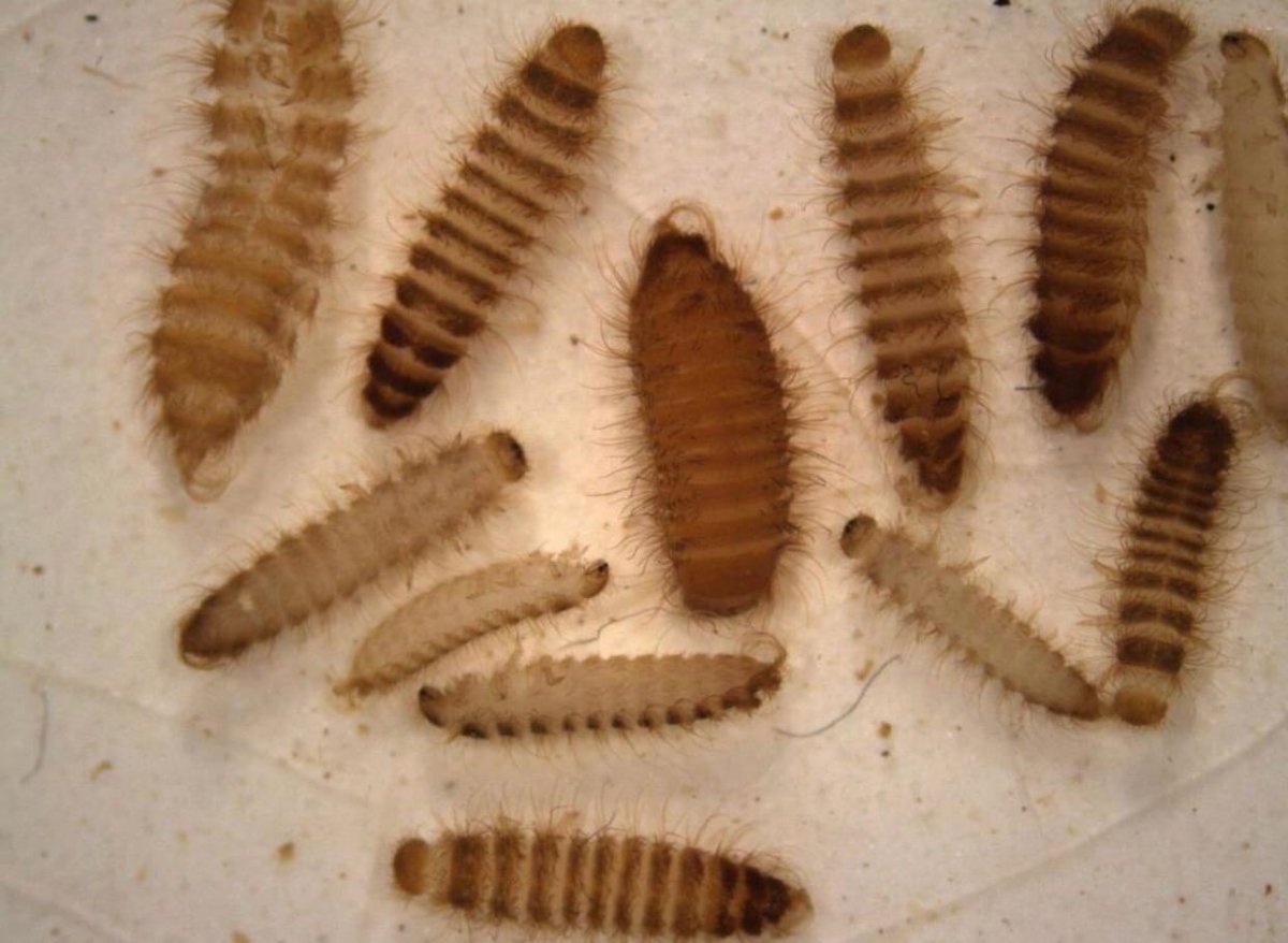 Жук ЛАРВА насекомое