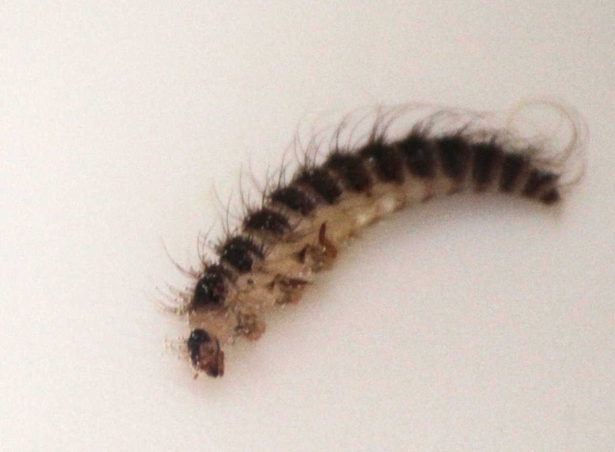 Acronicta Aceris гусеница