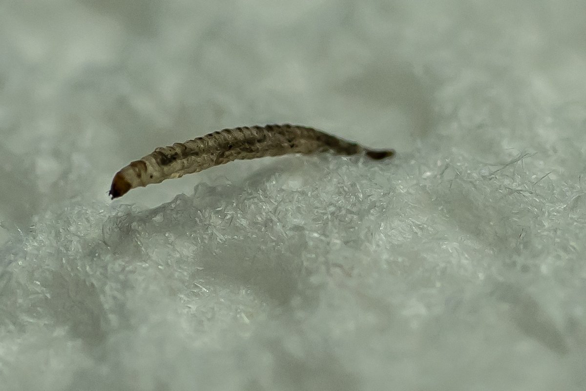 Жук короед личинка гусеница