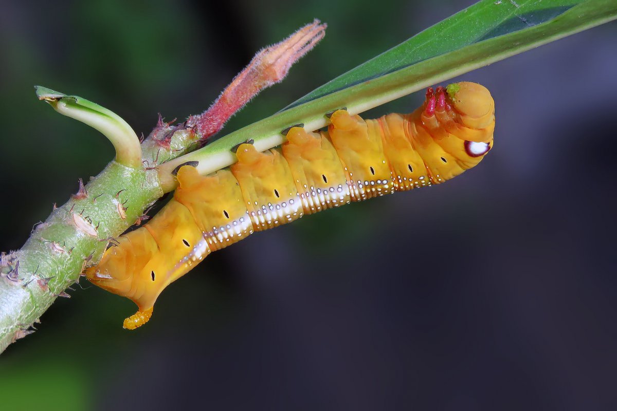 Гусеница кактусовой моли