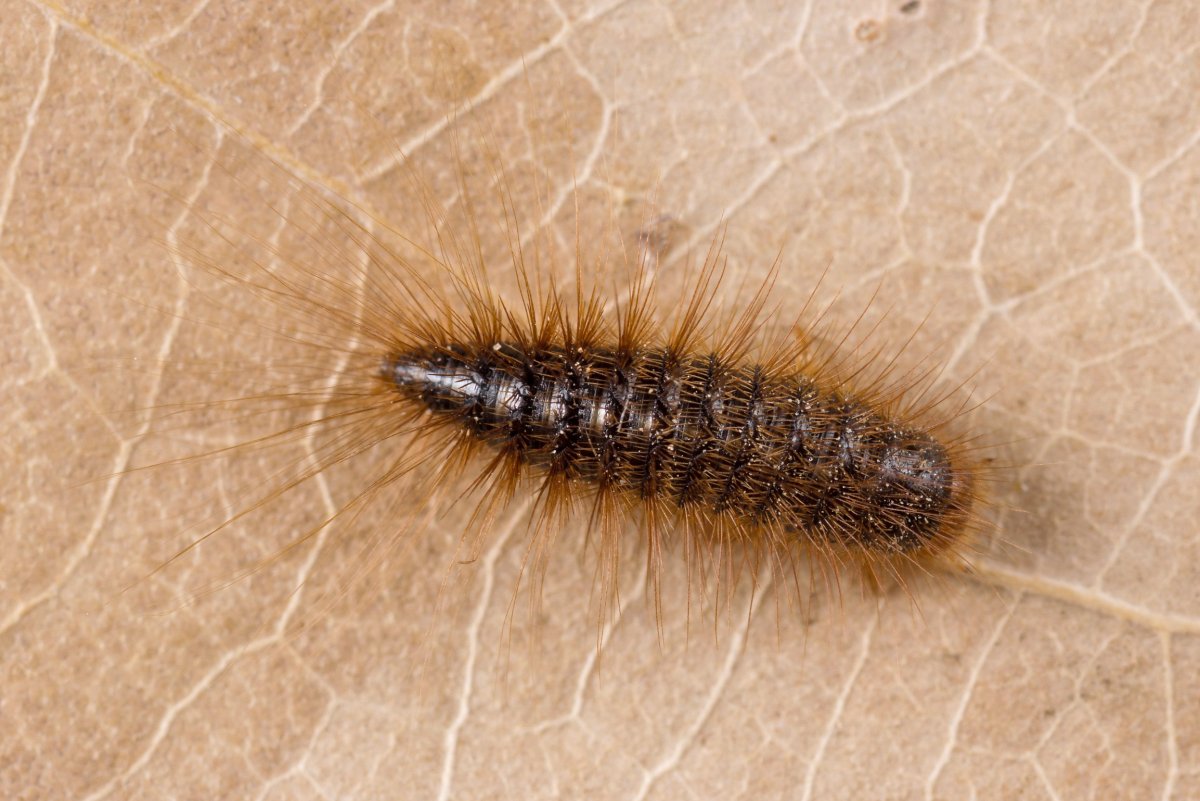 Солончаковая моль гусеница